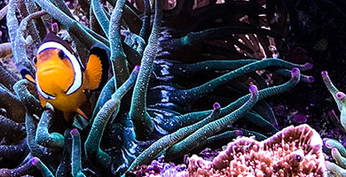 Meerwasser Aquarium Clownfish